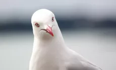 seagull looks intently at camera