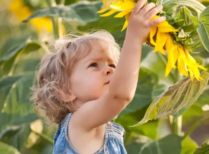 little girl looking at sunflower