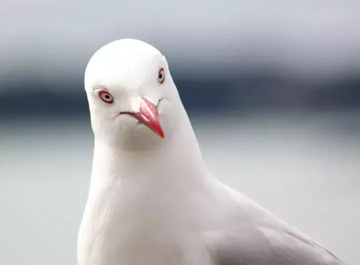 seagull looks intently at camera